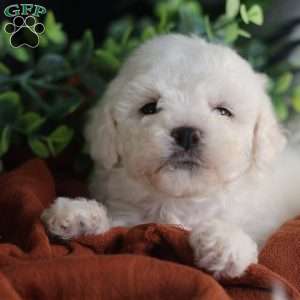 Tiny-Rudolph, Bichon Frise Puppy