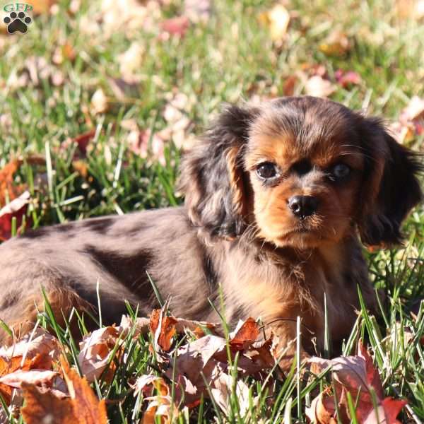 Kaya, Cavalier King Charles Spaniel Puppy