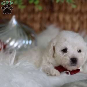 Tiny-Rudolph, Bichon Frise Puppy