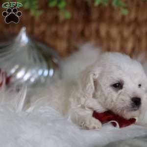 Tiny-Rudolph, Bichon Frise Puppy