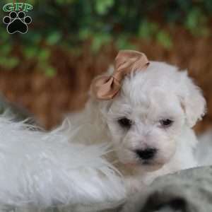 Tiny-Peppermint, Bichon Frise Puppy