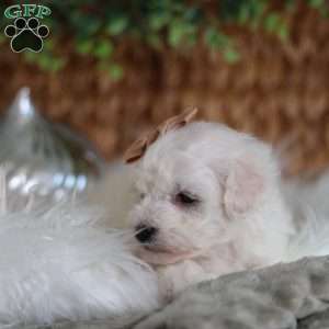 Tiny-Peppermint, Bichon Frise Puppy