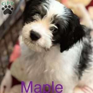 Maple, Miniature Poodle Mix Puppy