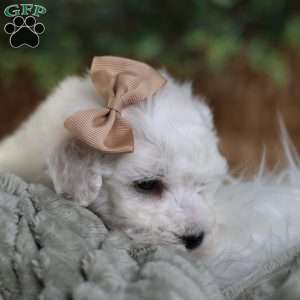 Tiny-Peppermint, Bichon Frise Puppy