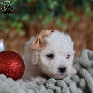 Tiny-Peppermint, Bichon Frise Puppy