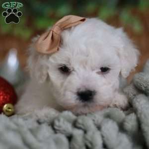 Tiny-Peppermint, Bichon Frise Puppy