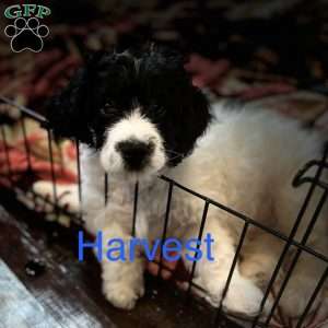 Harvest, Miniature Poodle Mix Puppy