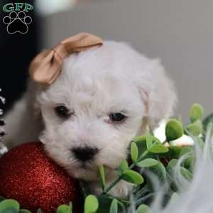 Tiny-Peppermint, Bichon Frise Puppy