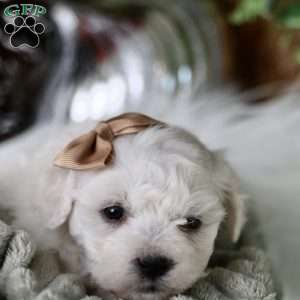 Tiny-Peppermint, Bichon Frise Puppy