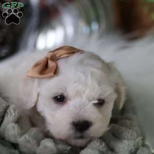 Tiny-Peppermint, Bichon Frise Puppy