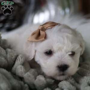 Tiny-Peppermint, Bichon Frise Puppy