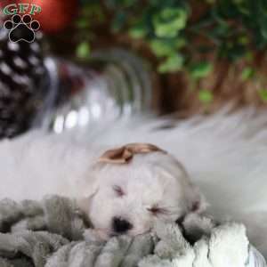 Tiny-Peppermint, Bichon Frise Puppy