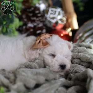 Tiny-Peppermint, Bichon Frise Puppy