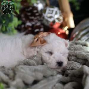 Tiny-Peppermint, Bichon Frise Puppy