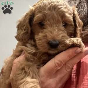 Whiskey, Mini Golden Mountain Doodle Puppy