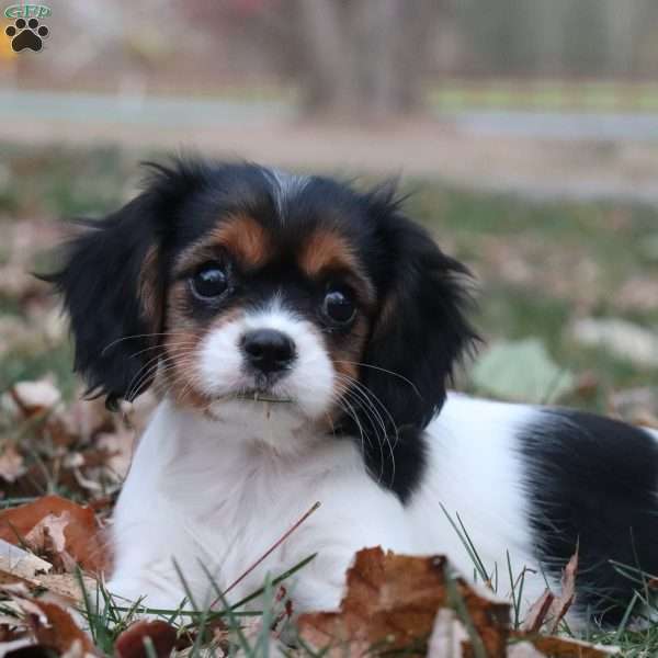 Kisha, Cavalier King Charles Spaniel Puppy