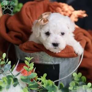 Tiny-Peppermint, Bichon Frise Puppy