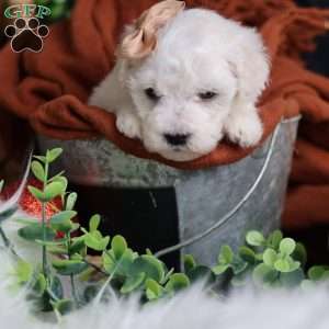 Tiny-Peppermint, Bichon Frise Puppy