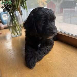 Opal, Mini Golden Mountain Doodle Puppy