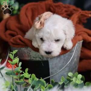 Tiny-Peppermint, Bichon Frise Puppy