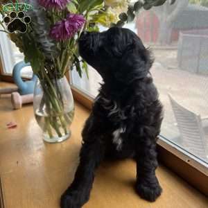 Opal, Mini Golden Mountain Doodle Puppy