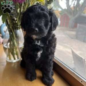 Opal, Mini Golden Mountain Doodle Puppy