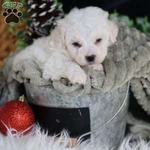 Frosty (tiny), Bichon Frise Puppy