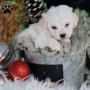 Frosty (tiny), Bichon Frise Puppy