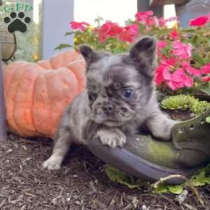 Turbo, French Bulldog Puppy