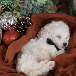 Frosty (tiny), Bichon Frise Puppy