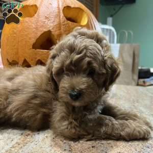 Whiskey, Mini Golden Mountain Doodle Puppy