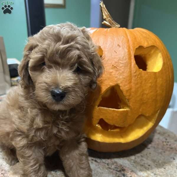 Whiskey, Mini Golden Mountain Doodle Puppy