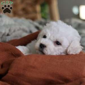 Frosty (tiny), Bichon Frise Puppy