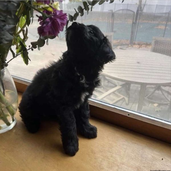 Opal, Mini Golden Mountain Doodle Puppy