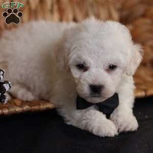 Frosty (tiny), Bichon Frise Puppy