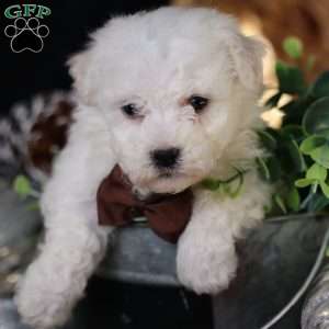 Tiny-Nicolas, Bichon Frise Puppy