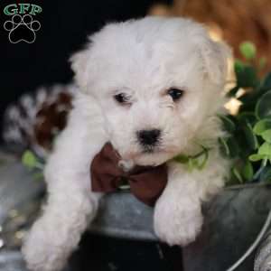 Tiny-Nicolas, Bichon Frise Puppy