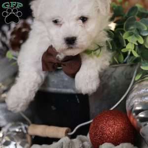 Tiny-Nicolas, Bichon Frise Puppy