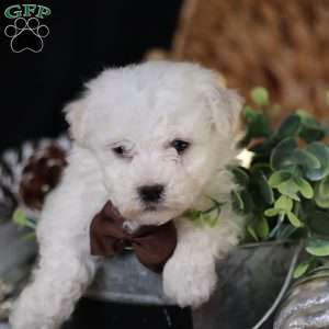 Tiny-Nicolas, Bichon Frise Puppy