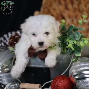 Tiny-Nicolas, Bichon Frise Puppy