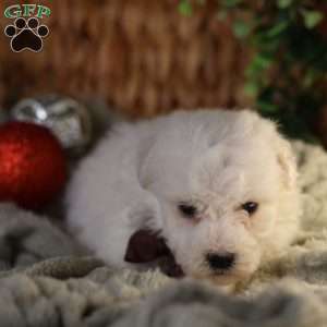 Tiny-Nicolas, Bichon Frise Puppy