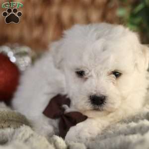 Tiny-Nicolas, Bichon Frise Puppy