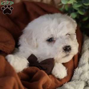 Nicolas (tiny), Bichon Frise Puppy