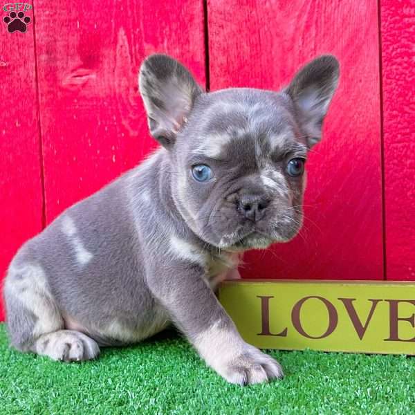 Tubby, French Bulldog Puppy