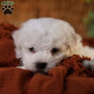 Tiny-Nicolas, Bichon Frise Puppy