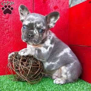 Tubby, French Bulldog Puppy