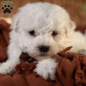 Tiny-Nicolas, Bichon Frise Puppy