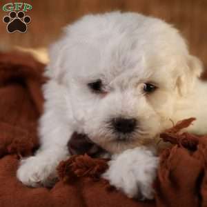 Tiny-Nicolas, Bichon Frise Puppy