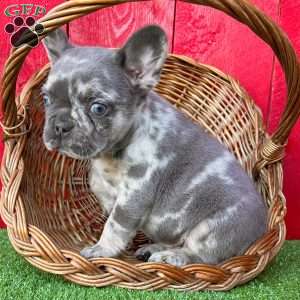 Tubby, French Bulldog Puppy