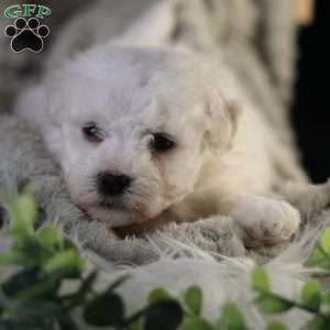 Tiny-Nicolas, Bichon Frise Puppy